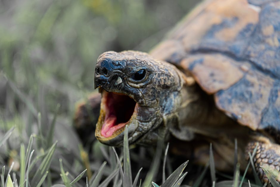  Schildkröten, die länger als andere Tierarten leben
