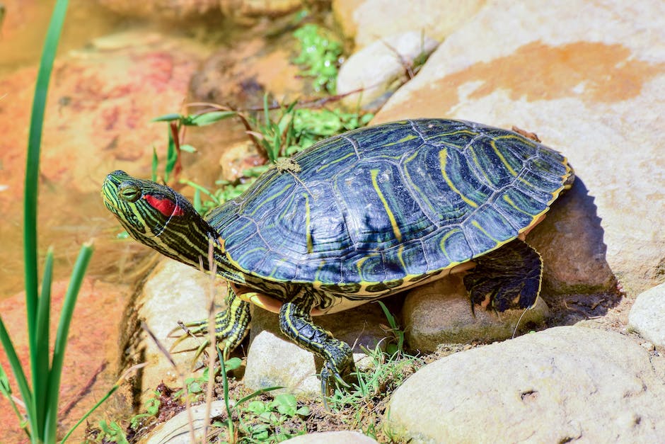 Warum Schildkröten langlebig sind