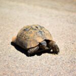 Schildkrötenalterungsprävention und Langlebigkeit