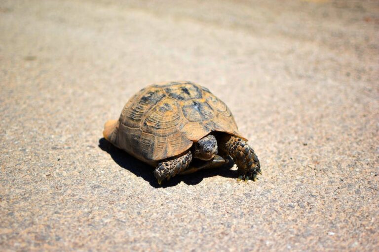 Warum leben Schildkröten so lange? Entdecke die Faktoren für ein langes ...