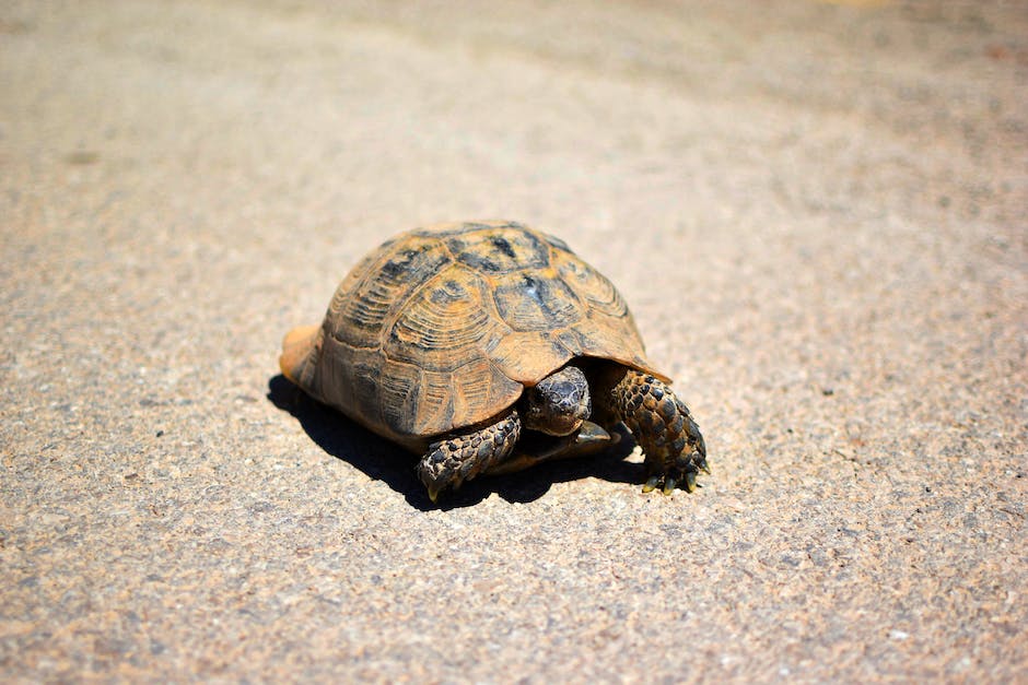 Schildkrötenalterungsprävention und Langlebigkeit