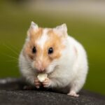 Hamster-Lebenserwartung
