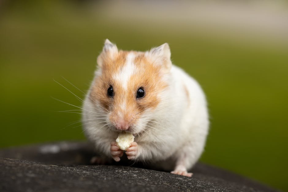 Hamster-Lebenserwartung