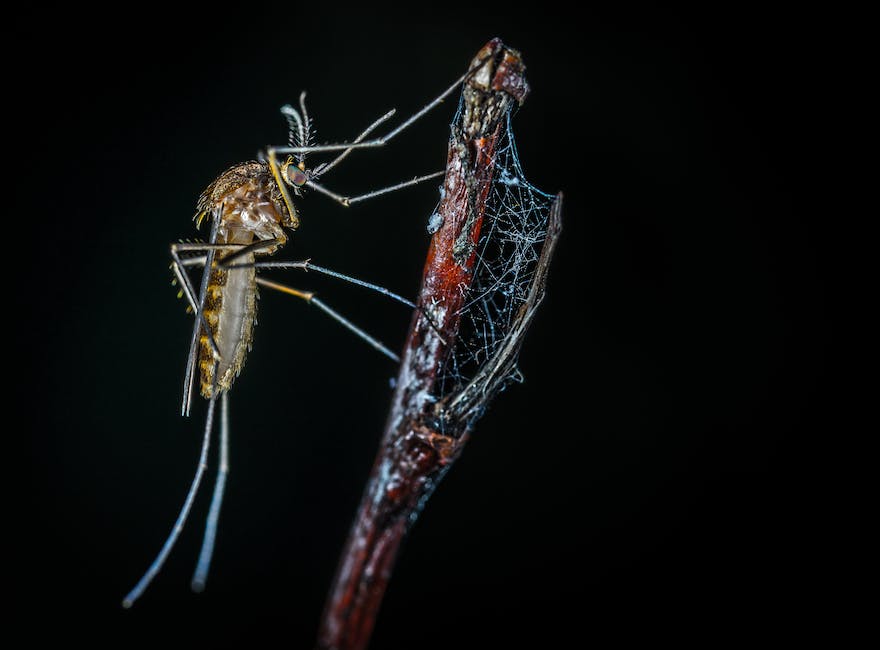 Lebensdauer von Mücken