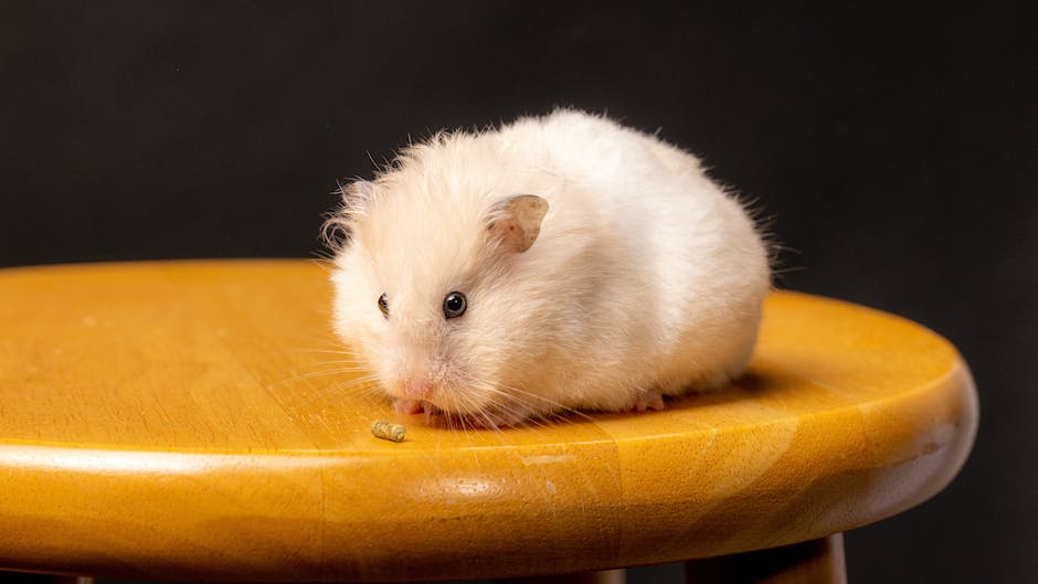 Lebenserwartung eines Hamsters