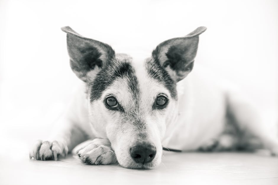 Lebensdauer von Hunden mit Cushing-Krankheit