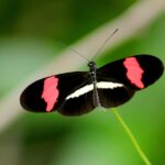 Dauer des Schmetterlingslebens