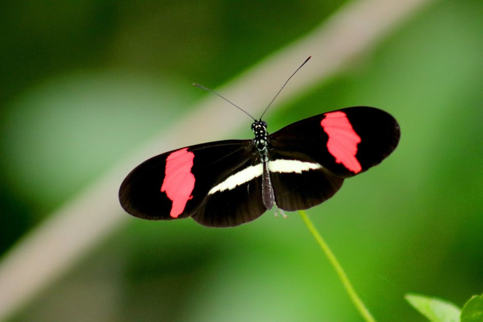 Dauer des Schmetterlingslebens
