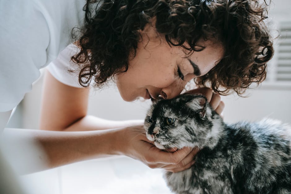Leben mit einem Tumor - Wie lange kann eine Katze überleben?