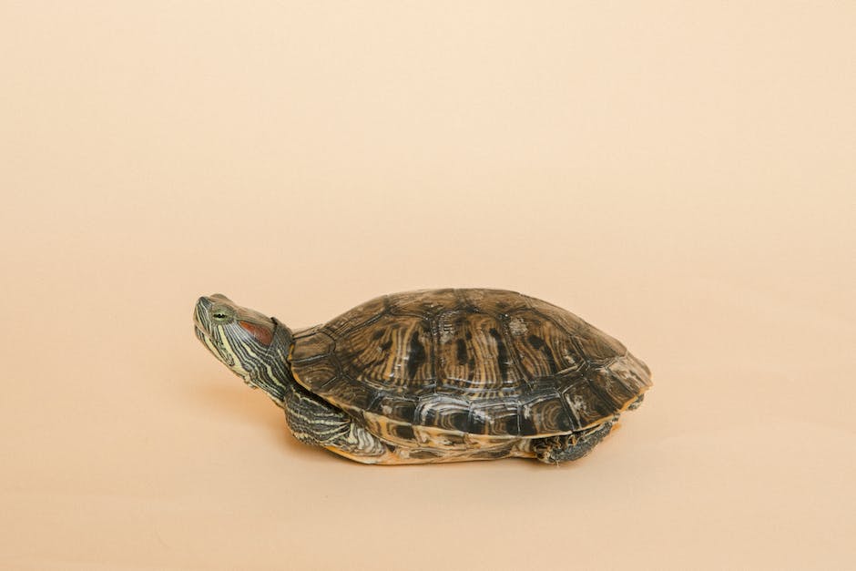  Schildkröte Lebensdauer