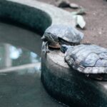 Lebensdauer einer Schildkröte