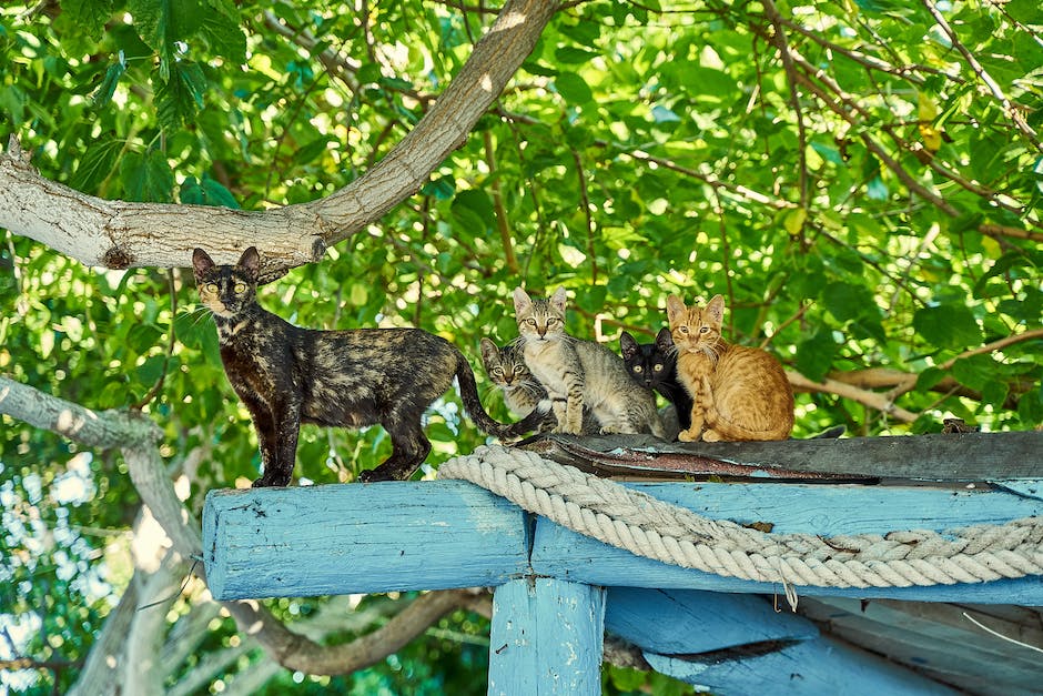  Wie lange kann eine Katze mit Darmkrebs überleben?