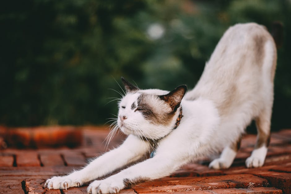 Katze mit Demenz Lebenserwartung