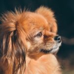 Chihuahua Lebensdauer