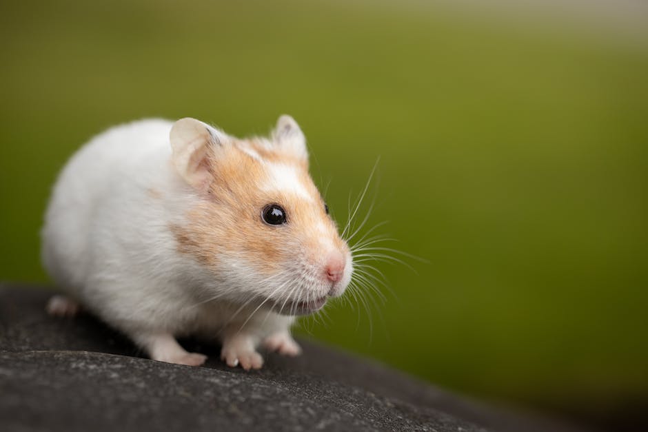  Hamsterlebensdauer