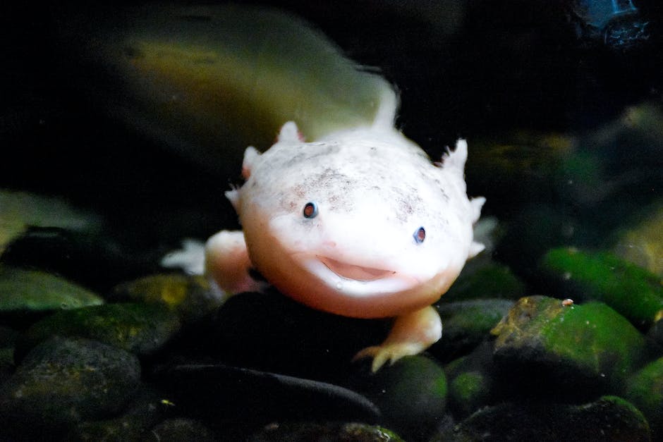  Axolotl Lebensdauer