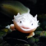 Axolotl Lebensdauer