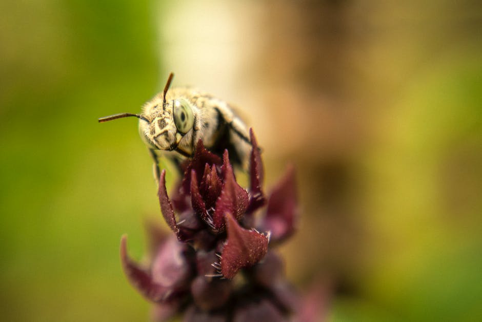 Lebensdauer von Bienen
