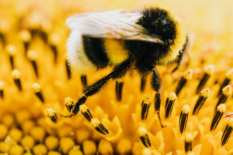 Lebensdauer von Bienen nach dem Stechen