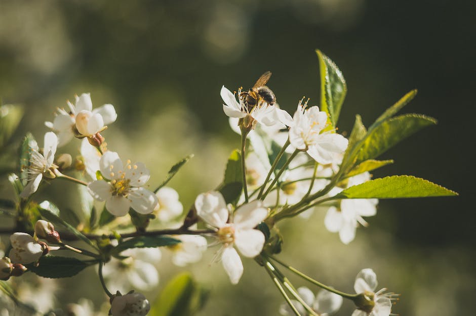 Lebensdauer von Bienen nach dem Stechen