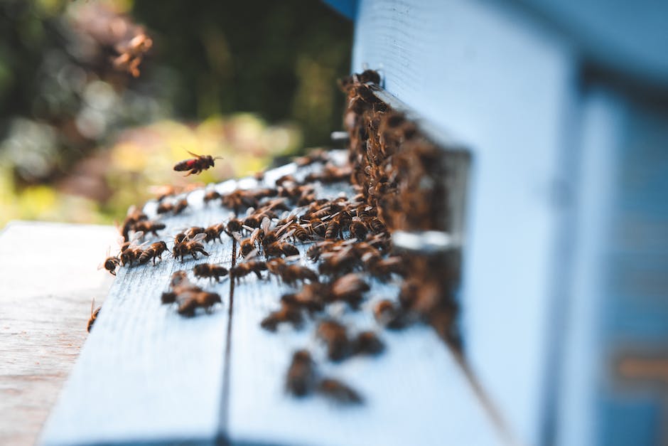 Lebensdauer von Bienen und Wespen
