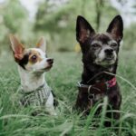 Chihuahua Lebenserwartung