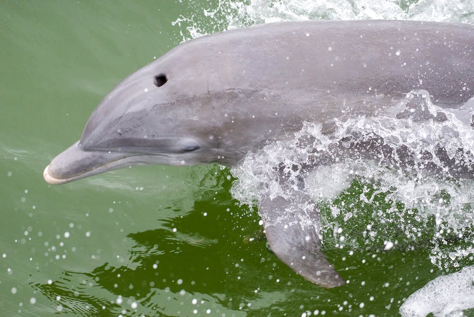 Delfine Lebensdauer