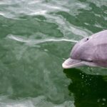 Langlebigkeit von Delfinen
