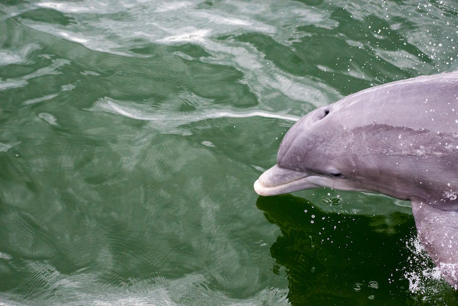 Langlebigkeit von Delfinen