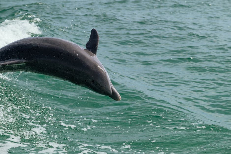  Delfine Lebensdauer in Gefangenschaft