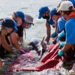 Lebensdauer von Delfinen in Gefangenschaft