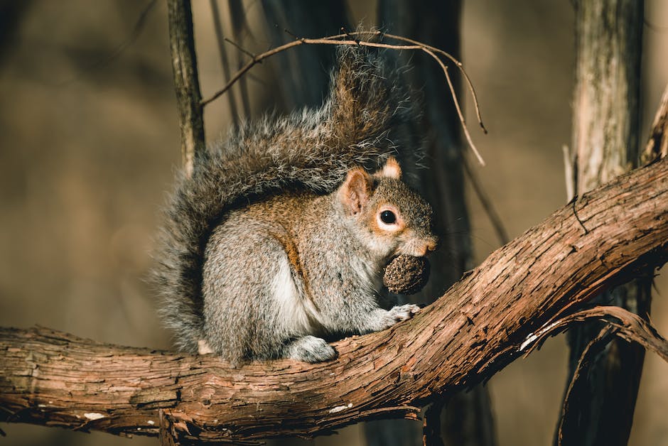 Eichhörnchens Lebensdauer