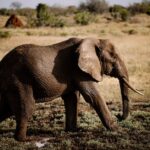 Lebenserwartung von Elefanten