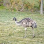 Längeres Leben von Emus