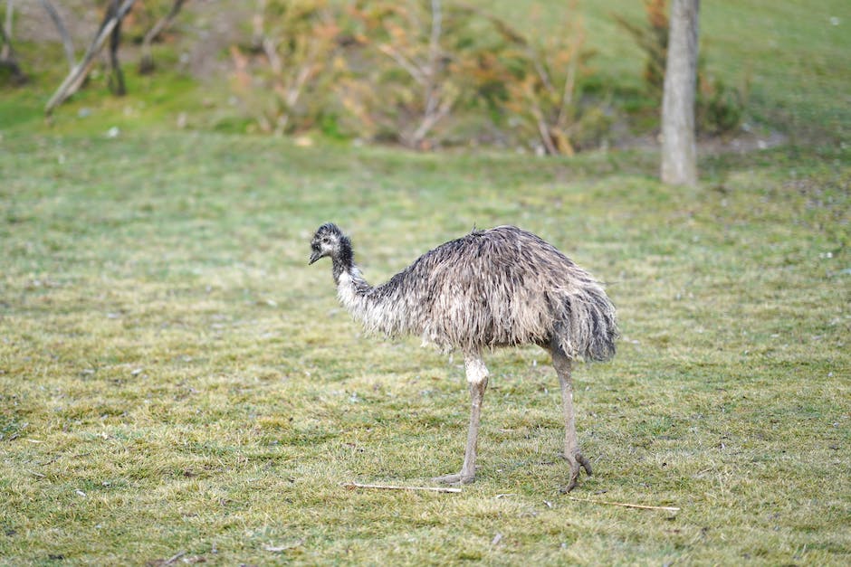 Längeres Leben von Emus