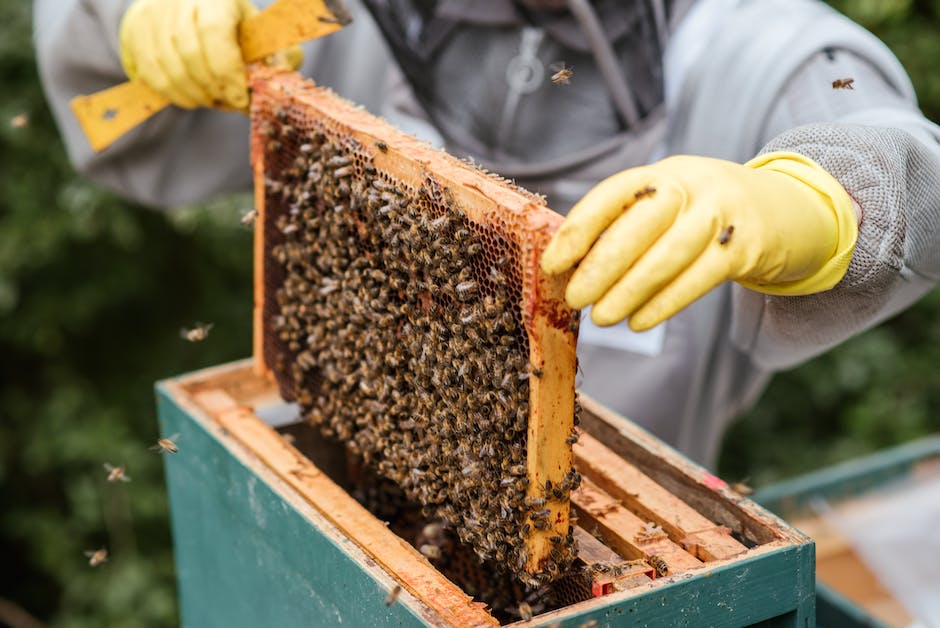 Lebensdauer von Erdbienen