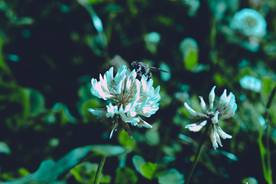 Länge des Lebens der Erdbienen