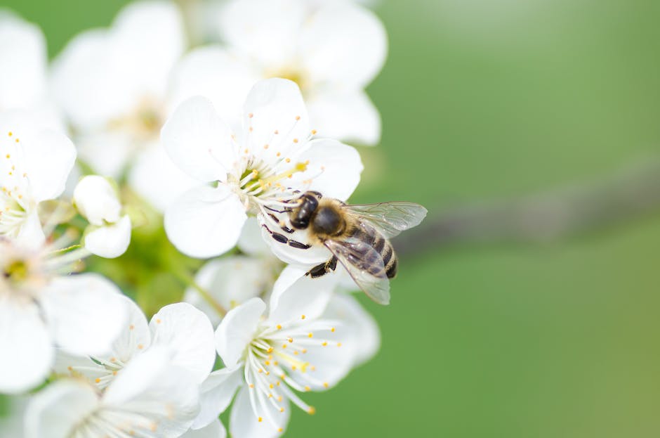 Erdbienen-Lebensspanne