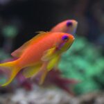 Länge des Lebens von Fischen im Aquarium