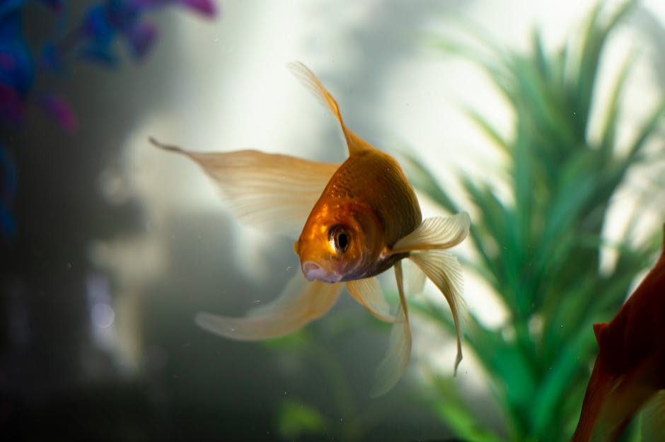 Lebenserwartung von Goldfischen