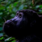 Lebenserwartung von Gorillas