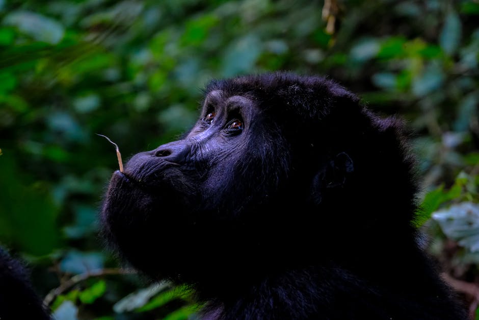 Lebenserwartung von Gorillas