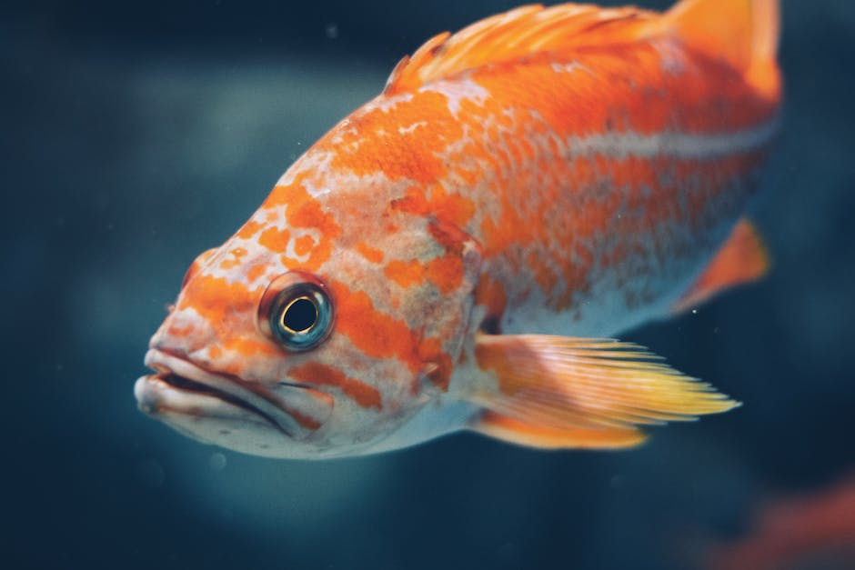 Wie lange leben Guppy Fische?