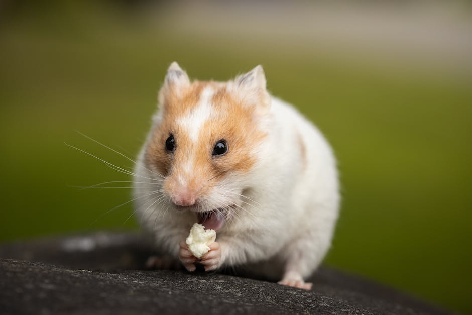  Hamster Lebensdauer