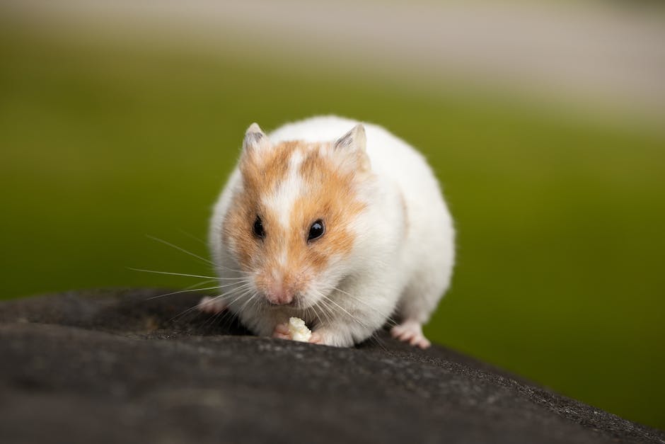 Längeres Leben für Hamster durch gute Pflege erreichen