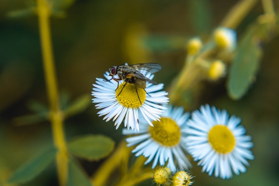 Lebensdauer von Hausfliegen