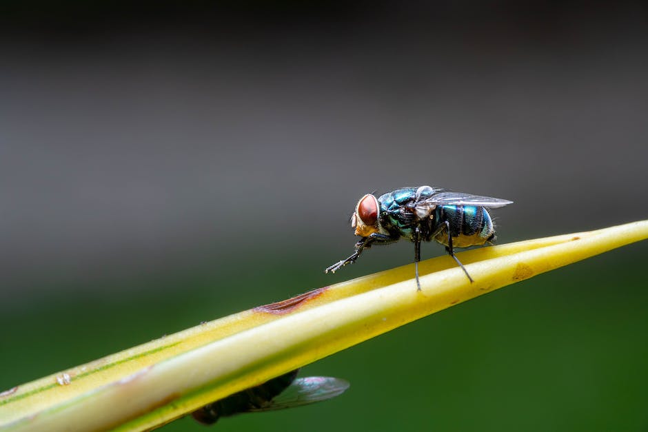 Lebensdauer von Hausfliegen