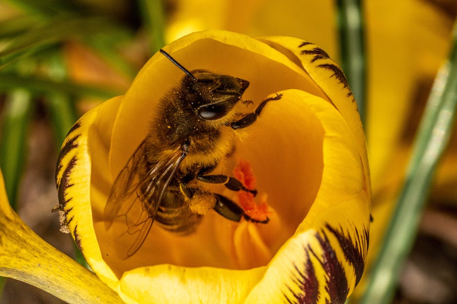  Lebensdauer von Honigbienen