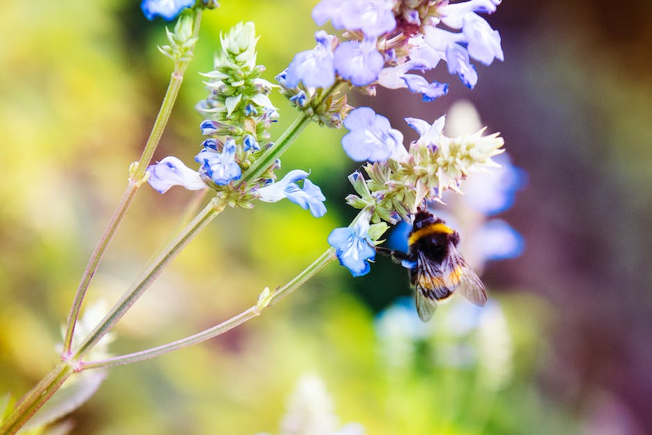 Lebensdauer von Honigbienen