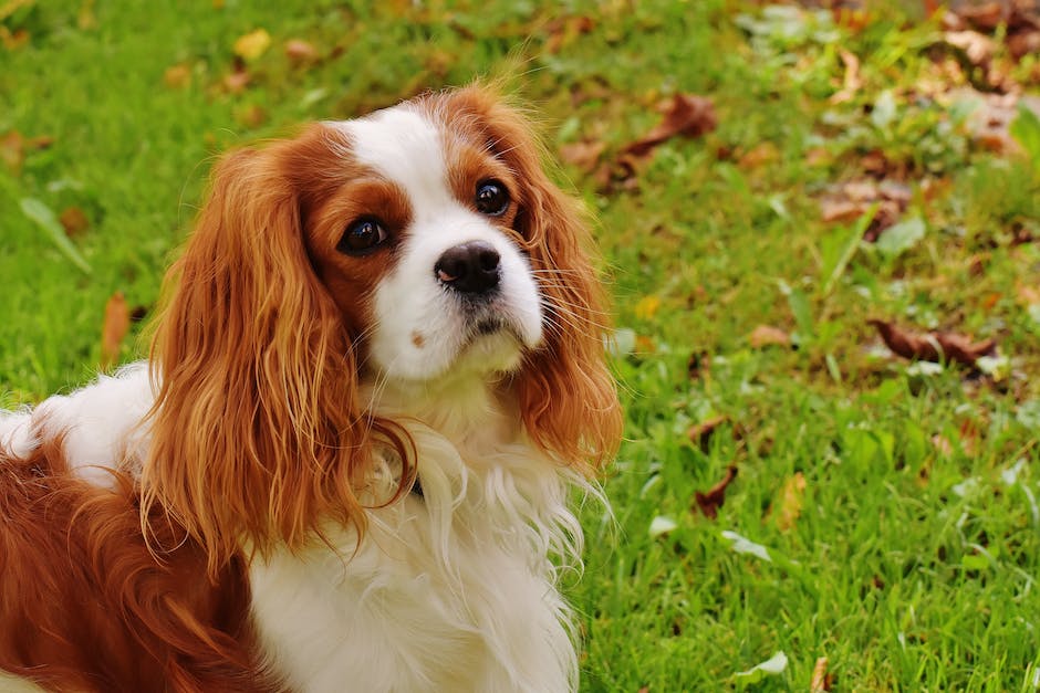 Hunde-Lebensdauer